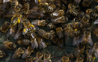 Der Start ins neue Bienenjahr (2022)