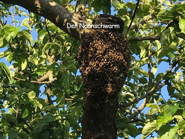 2020 Bienen03
