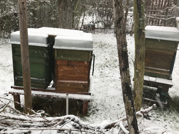2020 Bienen04