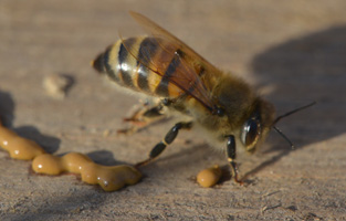 Reinigungsflug
