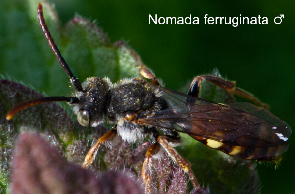 Nomada ferruginata 1