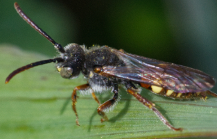 Wildbienen in unserer Umgebung