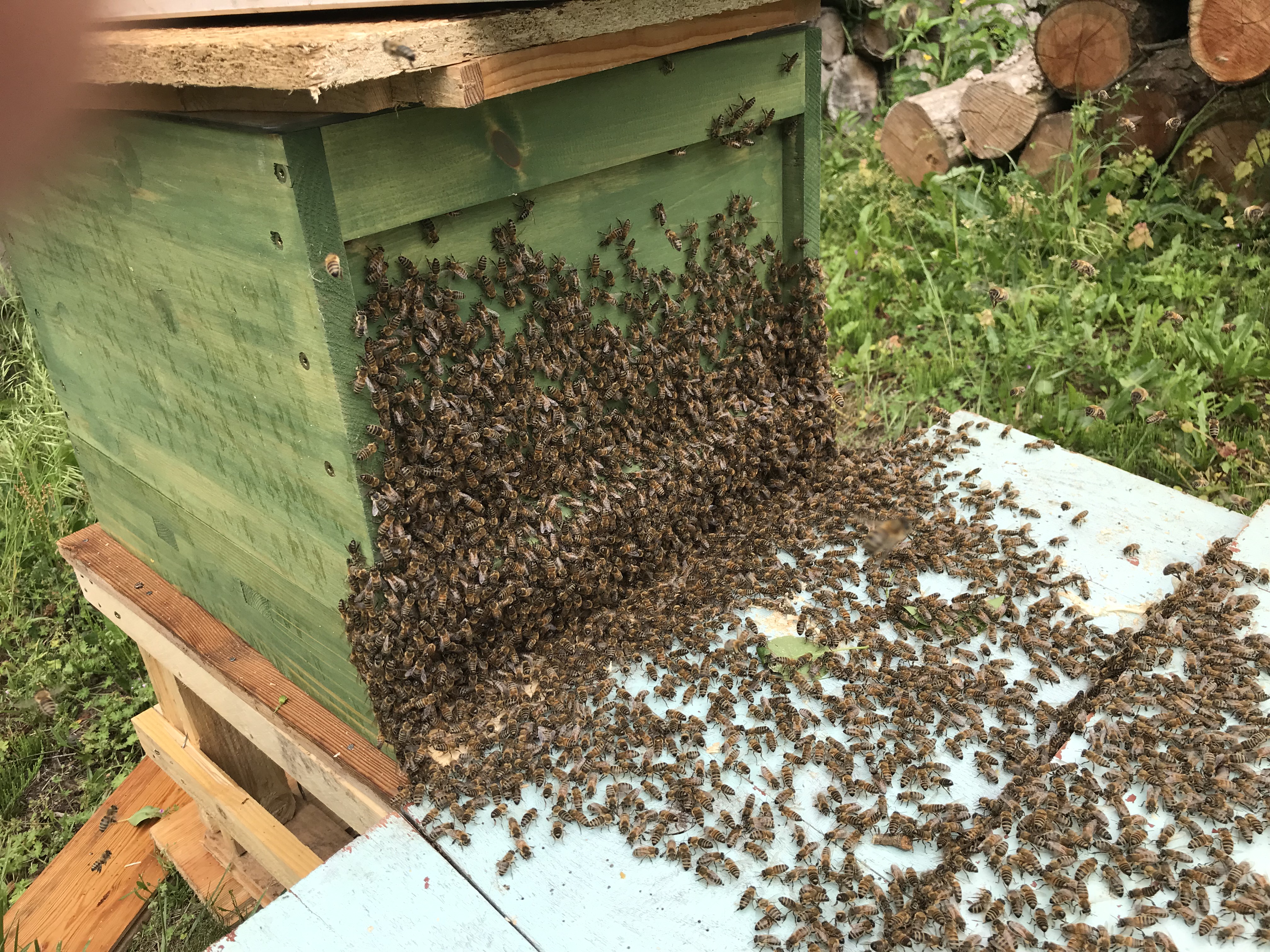 Bienenschwarm zieht in die Beute ein