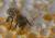 images/Slideshows_alle/2020_Honigbienen/Biene_Wabe_1.jpg