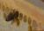 images/Slideshows_alle/2020_Honigbienen/Biene_Wabe_drin.jpg
