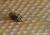 images/Slideshows_alle/2020_Honigbienen/Biene_Wind.jpg