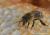 images/Slideshows_alle/2020_Honigbienen/Biene_schlecken_1.jpg