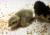 images/Slideshows_alle/2020_Wachtelbabies/Wachtelbabies_09.jpg