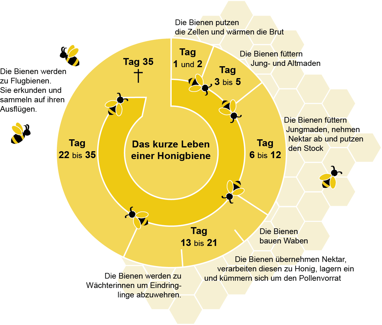Leben1Biene