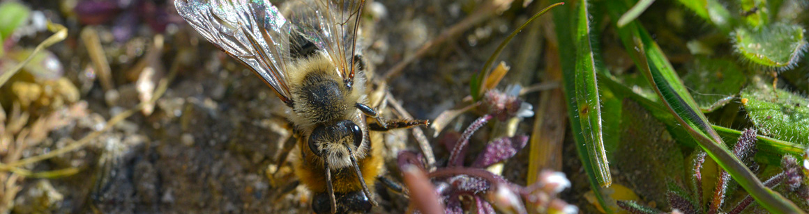 Head Wildbiene