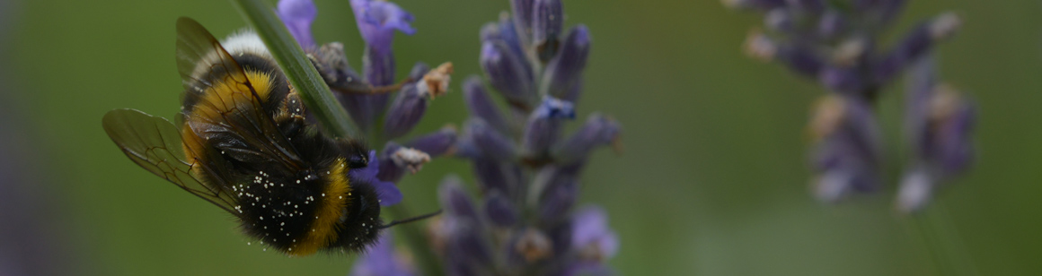 Header Hummel